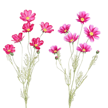 Visuel 1 du produit Tige de cosmos à 6 fleurs et 2 boutons rose - 92 cm