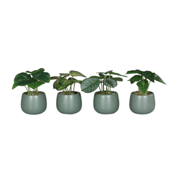 Visuel 1 du produit Plante verte artificielle en pot céramique vert - 15 cm