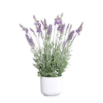Visuel 1 du produit Lavande artificielle violette en pot blanc - 47 cm