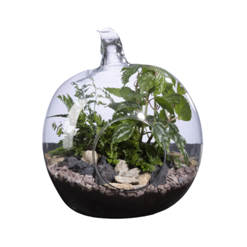 Visuel 1 du produit Terrarium Pomme Naturalys - Ø 19 × 20 cm