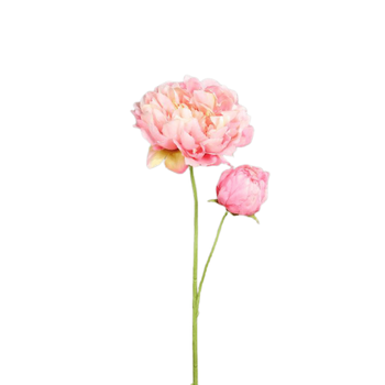 Visuel 1 du produit Pivoine artificielle rose clair avec 1 fleur et 1 bouton - 67 cm