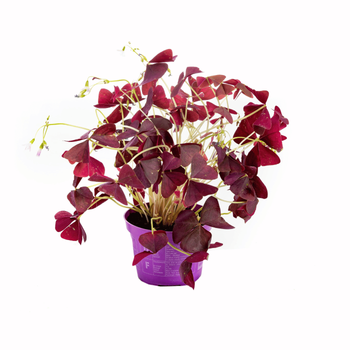 Visuel 1 du produit Oxalis (Trèfle pourpre) violet. Le pot Ø 12 cm