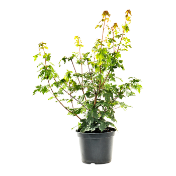 Visuel 1 du produit Érable champêtre vert. Le pot de 3 litres