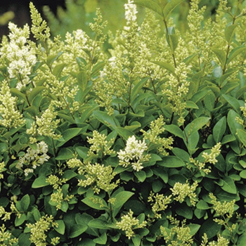 Visuel 1 du produit Troène du Japon . Le pot de 7 litres