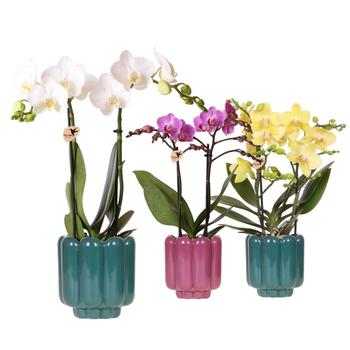 Visuel 1 du produit Orchidée Phalaenopsis 2 branches botanic® avec son cache-pot