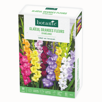 Visuel 1 du produit Boite de bulbes de fleurs Glaïeuls grandes fleurs en mélange botanic® – 32 bulbes