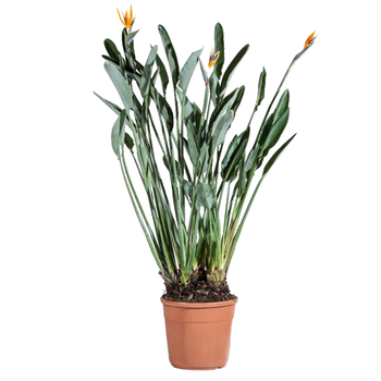 Visuel 1 du produit Strelitzia Reginae ou Oiseau du Paradis orange. Le pot de 7 L