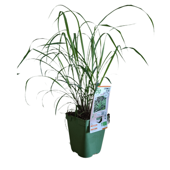 Visuel 1 du produit Citronnelle Des Indes Bio. Le pot de 1 litre