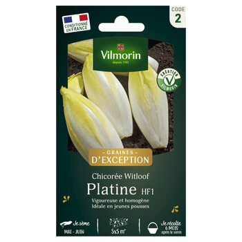 Visuel 1 du produit Chicorée Witloof Zoom HF1 Vilmorin - graines à semer