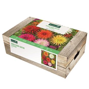 Visuel 1 du produit Cagette de bulbes de fleurs Dahlia semi-cactus en mélange botanic® – 5 bulbes