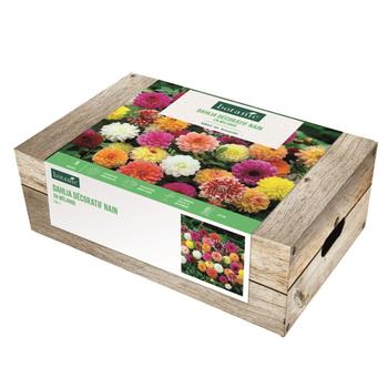 Visuel 1 du produit Cagette de bulbes de fleurs Dahlia décoratif nain en mélange botanic® – 5 bulbes