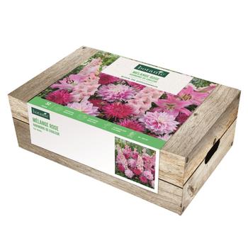 Visuel 1 du produit Cagette de 32 bulbes en mélange harmonie rose botanic®