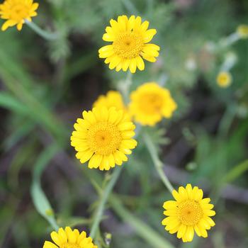 Visuel 1 du produit Anthémis tinctoria (ou Camomille des teinturiers) botanic® jaune. Le pot de 9 x 9 cm