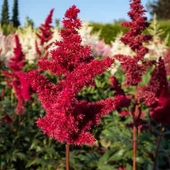 Visuel 1 du produit Astilbe ‘Etna’ - Le pot de 2 litres