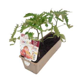 Visuel 1 du produit Plant de potager trio de tomates Anacoeur, As de cœur, Cœur de bœuf bio