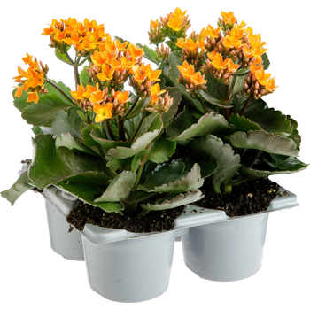 Visuel 1 du produit Kalanchoe. Le pot de Ø 10.5 cm