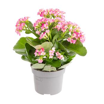 Visuel 1 du produit Kalanchoe. Le pot de Ø 10.5 cm