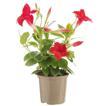 Visuel 1 du produit Dipladénia – le pot de Ø 10,5 cm