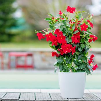 Visuel 2 du produit Dipladénia – le pot de Ø 10,5 cm