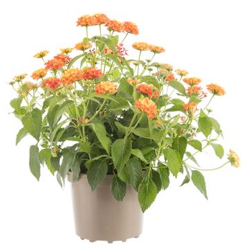 Visuel 1 du produit Plante en pot Lantana rose - 2,5 L