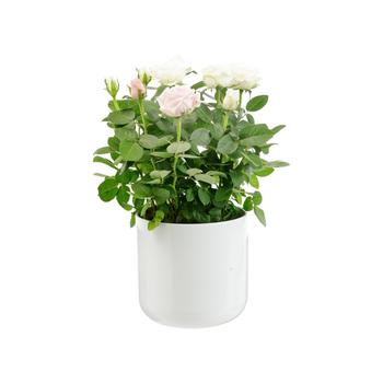 Visuel 1 du produit Rosier Carnaval rose et blanc avec cache-pot décoratif. Ø 14 cm