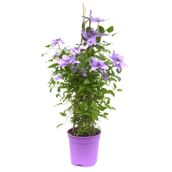 Visuel 1 du produit Clématite pour pots - Le pot de 2 litres