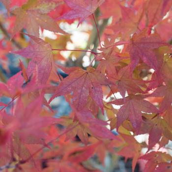 Visuel 1 du produit Erable du Japon (ACER PALMATUM AUREUM ) Le pot de 3 litres