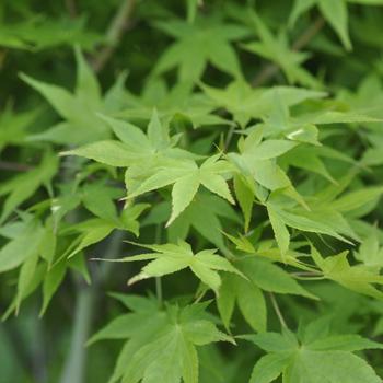 Visuel 1 du produit Erable du Japon (ACER PALMATUM AUREUM ) Le pot de 3 litres