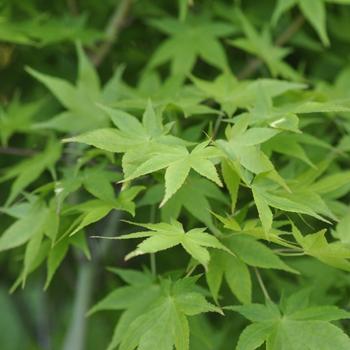 Visuel 1 du produit Erable du Japon (ACER PALMATUM AUREUM ) Le pot de 15 litres