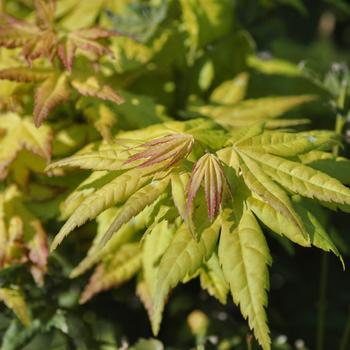 Visuel 1 du produit Erable du Japon (ACER PALMATUM AUREUM ) Le pot de 15 litres