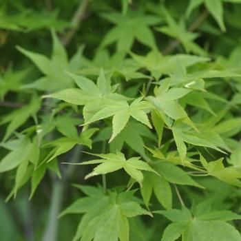Visuel 1 du produit Erable du Japon (ACER PALMATUM AUREUM ) Le pot de 30 litres
