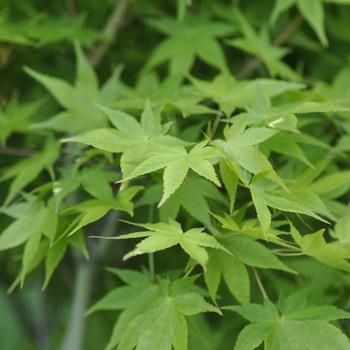 Visuel 1 du produit Erable du Japon (ACER PALMATUM AUREUM ) Le pot de 50 litres