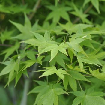 Visuel 1 du produit Erable du Japon (ACER PALMATUM AUREUM ) Le pot de 80 litres