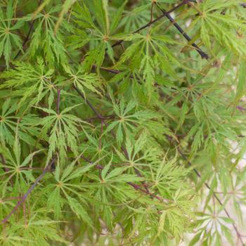 Visuel 1 du produit Erable du Japon (ACER PALMATUM DISSECTUM FLAVESCENS ) Le pot de 15 litres