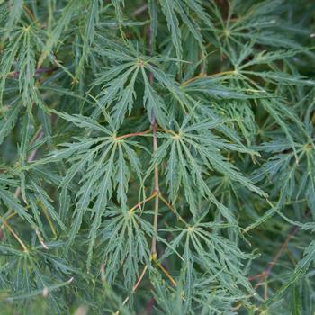 Visuel 1 du produit Erable du Japon (ACER PALMATUM DISSECTUM FLAVESCENS ) Le pot de 15 litres