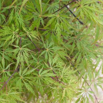 Visuel 1 du produit Erable du Japon (ACER PALMATUM DISSECTUM FLAVESCENS ) Le pot de 30 litres