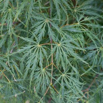 Visuel 1 du produit Erable du Japon (ACER PALMATUM DISSECTUM FLAVESCENS ) Le pot de 30 litres