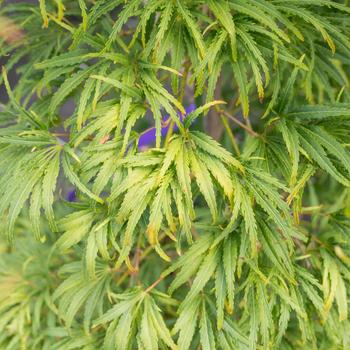 Visuel 1 du produit Erable du Japon (ACER PALMATUM DISSECTUM PALMATIFIDIUM ) Le pot de 3 litres
