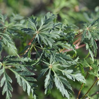 Visuel 1 du produit Erable du Japon (ACER PALMATUM DISSECTUM PALMATIFIDIUM ) Le pot de 7 litres