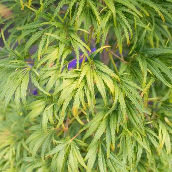 Visuel 1 du produit Erable du Japon (ACER PALMATUM DISSECTUM PALMATIFIDIUM ) Le pot de 7 litres