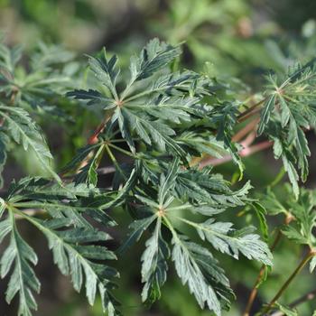Visuel 1 du produit Erable du Japon (ACER PALMATUM DISSECTUM PALMATIFIDIUM ) Le pot de 15 litres