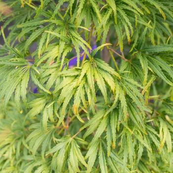 Visuel 1 du produit Erable du Japon (ACER PALMATUM DISSECTUM PALMATIFIDIUM ) Le pot de 15 litres