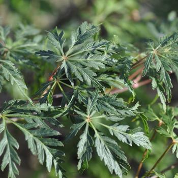 Visuel 1 du produit Erable du Japon (ACER PALMATUM DISSECTUM PALMATIFIDIUM ) Le pot de 50 litres