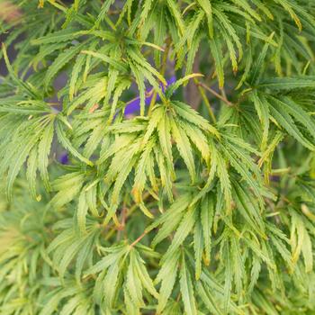 Visuel 1 du produit Erable du Japon (ACER PALMATUM DISSECTUM PALMATIFIDIUM ) Le pot de 50 litres