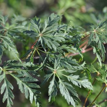 Visuel 1 du produit Erable du Japon (ACER PALMATUM DISSECTUM PALMATIFIDIUM ) Le pot de 80 litres