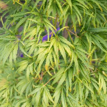 Visuel 1 du produit Erable du Japon (ACER PALMATUM DISSECTUM PALMATIFIDIUM ) Le pot de 80 litres