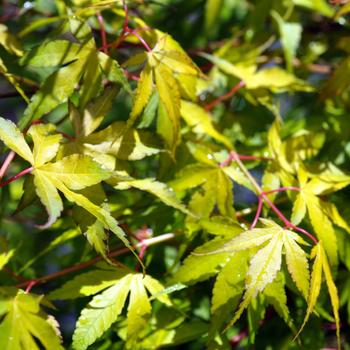 Visuel 1 du produit Erable du Japon (ACER PALMATUM KATSURA ) Le pot de 7 litres