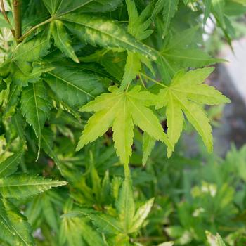 Visuel 2 du produit Erable du Japon (ACER PALMATUM KATSURA ) Le pot de 7 litres