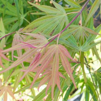 Visuel 1 du produit Erable du Japon (ACER PALMATUM SCOLOPENDRIFOLIUM ) Le pot de 3 litres