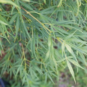 Visuel 1 du produit Erable du Japon (ACER PALMATUM SCOLOPENDRIFOLIUM ) Le pot de 15 litres